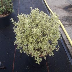 Prostanthera ovalifolia ‘Variegata’