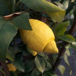 Citrus limon - Citronnier des 4 saisons