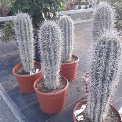 Trichocereus pasacana - Cactus cierge pasacana