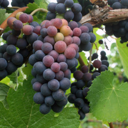 Vitis vinifera ‘Muscat de...