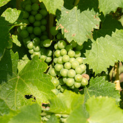 Vitis vinifera ‘Ora’ - Vigne