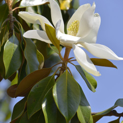 Magnolia grandiflora ‘Alta’