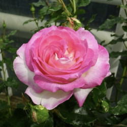 Rosa ‘Sweet Delight‘ ® -...