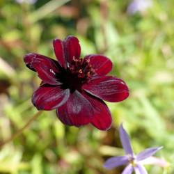 Cosmos atrosanguineus Chocamocha