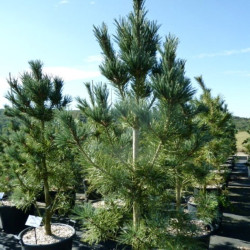Pinus flexilis...