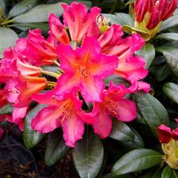 Rhododendron ‘Scyphocalyx‘