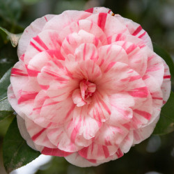 Camellia japonica - Fleurs...