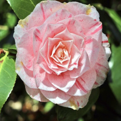 Camellia japonica ‘William...