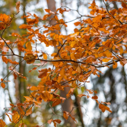 Carpinus betulus Orange Retz