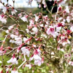 Prunus incisa ‘Kojo-no-mai’