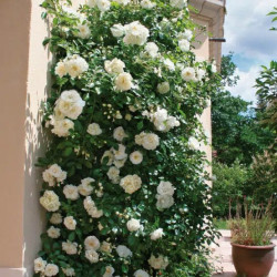 Rosa  grimpant  Décorosier® - ‘Opalia‘ ® - ‘Noa140702’ - Rosier grimpant
