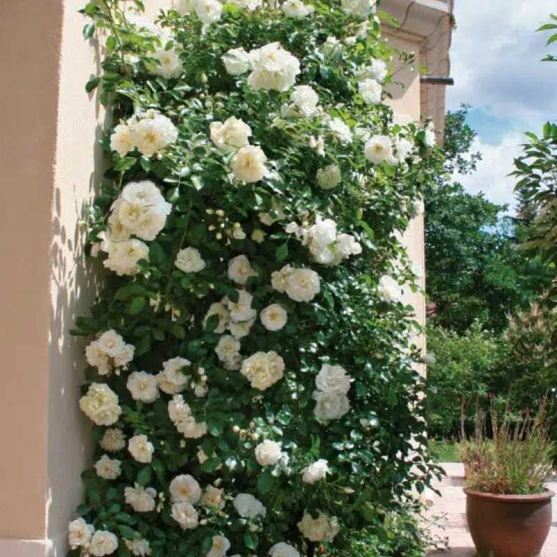 Rosa  grimpant  Décorosier® - ‘Opalia‘ ® - ‘Noa140702’ - Rosier grimpant