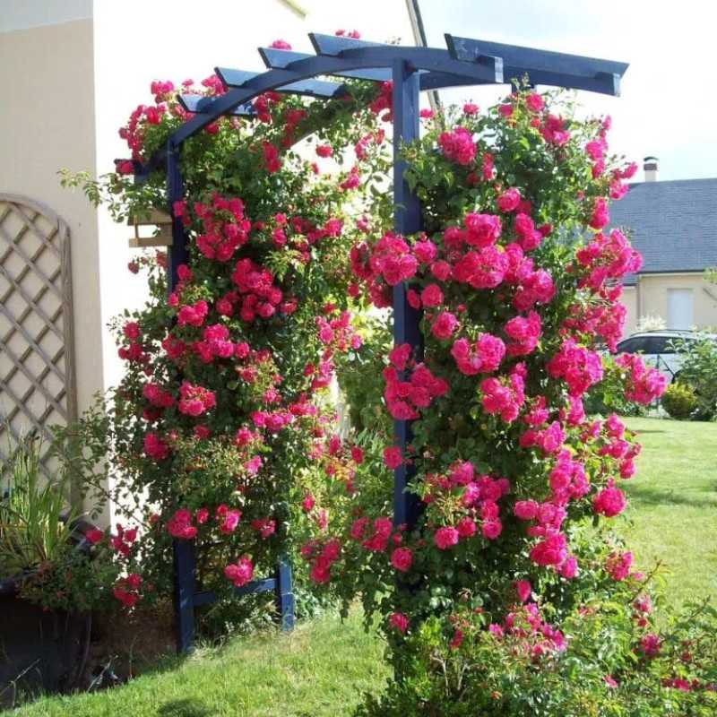 Rosa  grimpant  Décorosier® - ‘Emera‘ ® - ‘Noa907500’ - Rosier grimpant