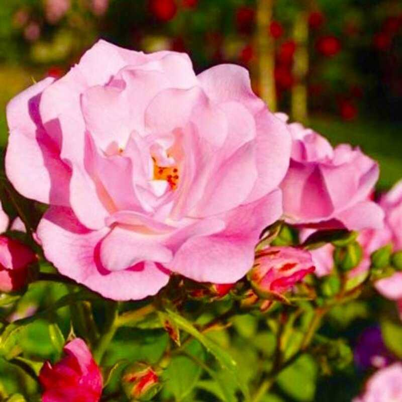 Rosa Décorosier Mareva