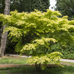 Acer palmatum ‘Orange...