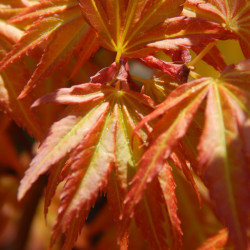 Acer palmatum ‘Germaines...