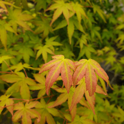 Acer palmatum ‘Bi Hoo’ -...