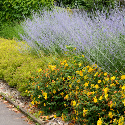 Hypericum × inodorum Magical ® 'Innocence' - Kolmaginno - MILLEPERTUIS