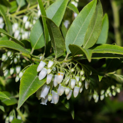Leucothoe ‘Lovita’