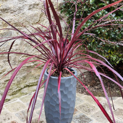 Cordyline ‘Red Fountain‘ -...