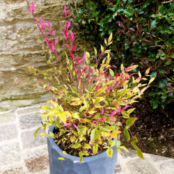 Nandina domestica ‘Red Light’ ® - Bambou sacré nain