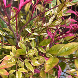 Nandina domestica ‘Red Light’ ® - Bambou sacré nain