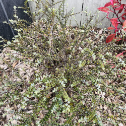 Hebe pimeleoides ‘Quicksilver’ - Véronique arbustive