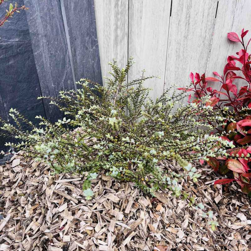 Hebe pimeleoides ‘Quicksilver’ - Véronique arbustive