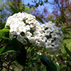 Viburnum × burkwoodii -...