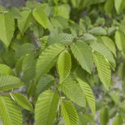 Ostrya carpinifolia ‘F.C. Moree‘
