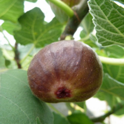 Ficus carica ‘Pastilière’