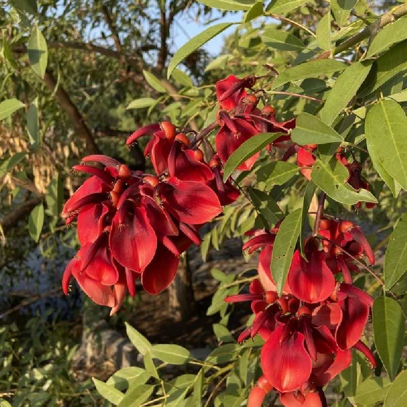 Erythrina crista-galli
