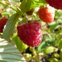 Rubus idaeus ‘Heritage’