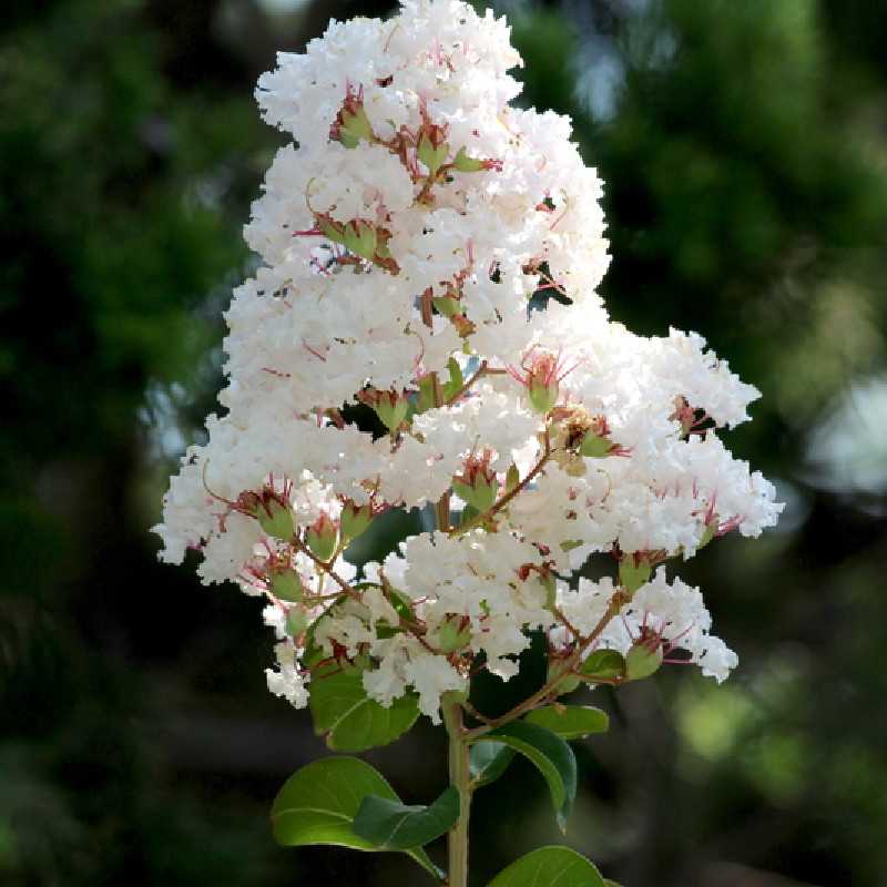 Lagerstroemia Sarah's Favorite