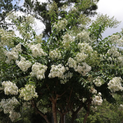 Lagerstroemia Sarah's Favorite