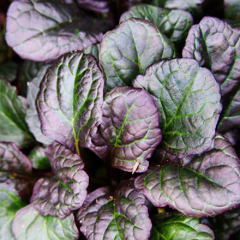 Ajuga reptans ‘Catlin's Giant‘ - Bugle rampante