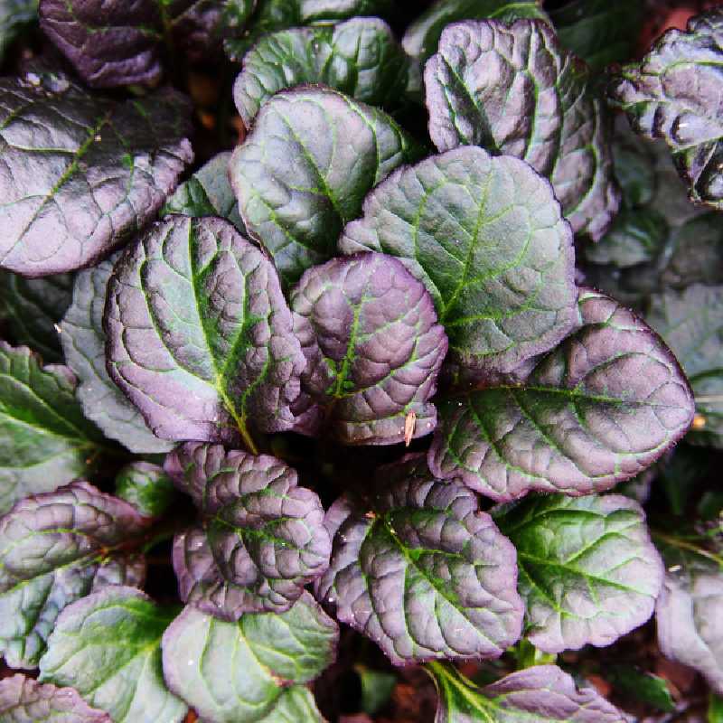 Ajuga reptans ‘Catlin's Giant‘ - Bugle rampante
