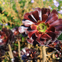 Aéonium pourpre
