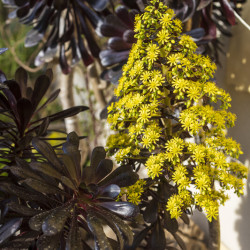 Aéonium pourpre