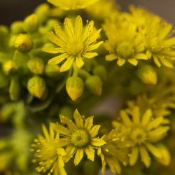 Aéonium pourpre