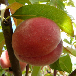 Prunus persica ‘Red Haven’