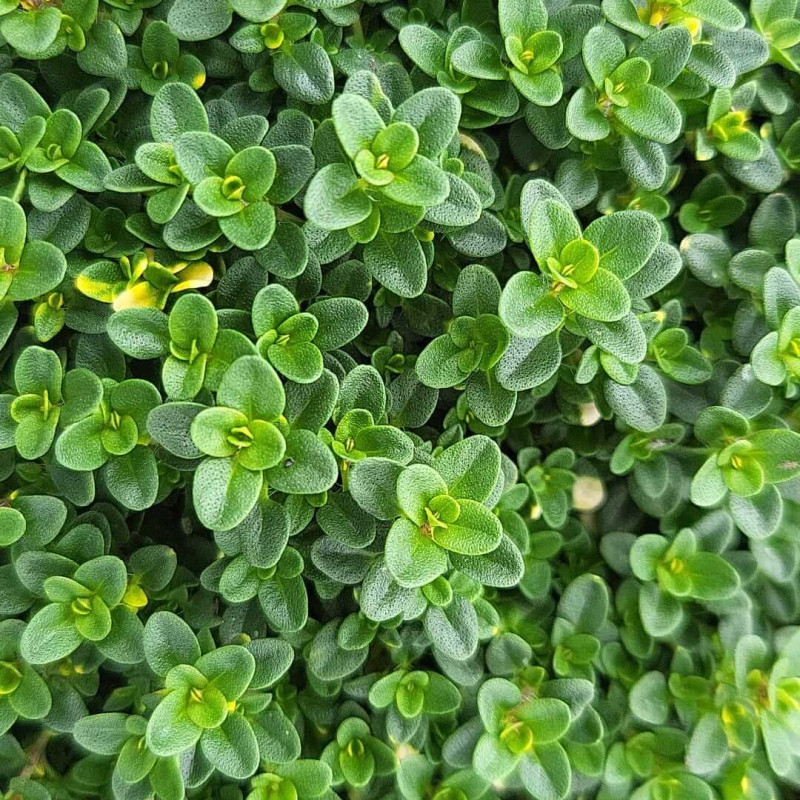 Thymus × citriodorus 'Doone Valley' - Thym citron hybride