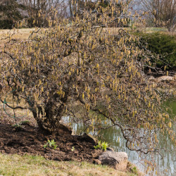 Noisetier Commun Corylus Avellana - Lot De 3 Plants De 60-80 Cm En Pot - Arbuste à Noisettes Comestibles