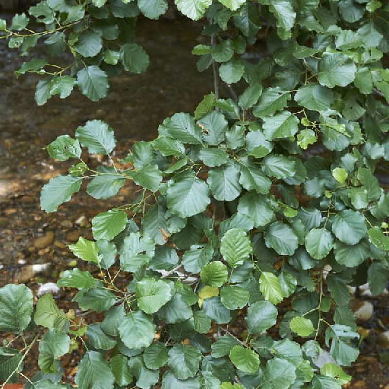 Lot 120 Cônes D’aulne Noir (~50 G) – Alnus Glutinosa – Pour Aquarium Eau Noire, Anti-algues, Prévient Champignons, KH/GH Réduit