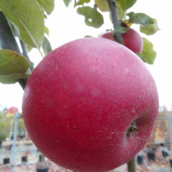 Malus domestica 'Akane'