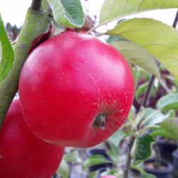 Malus domestica 'Akane'