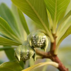 Edgeworthia chrysantha ‘Grandiflora’