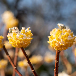 Edgeworthia chrysantha ‘Grandiflora’