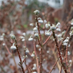 Edgeworthia chrysantha ‘Grandiflora’