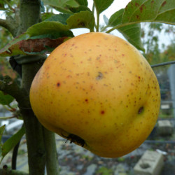 Malus domestica 'Belchard' ou 'Chantecler' - Pommier